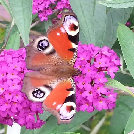 Ubytování v soukromí Carolines Gaestezimmer *