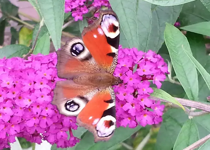 民宿 Carolines Gaestezimmer *