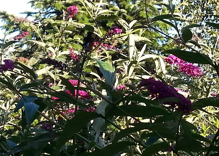 Carolines Gaestezimmer 梅彭